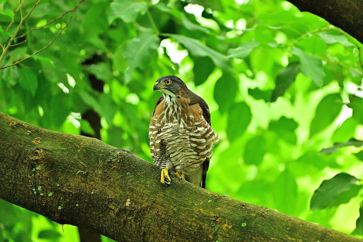 カンムリオオタカ - ML644583255