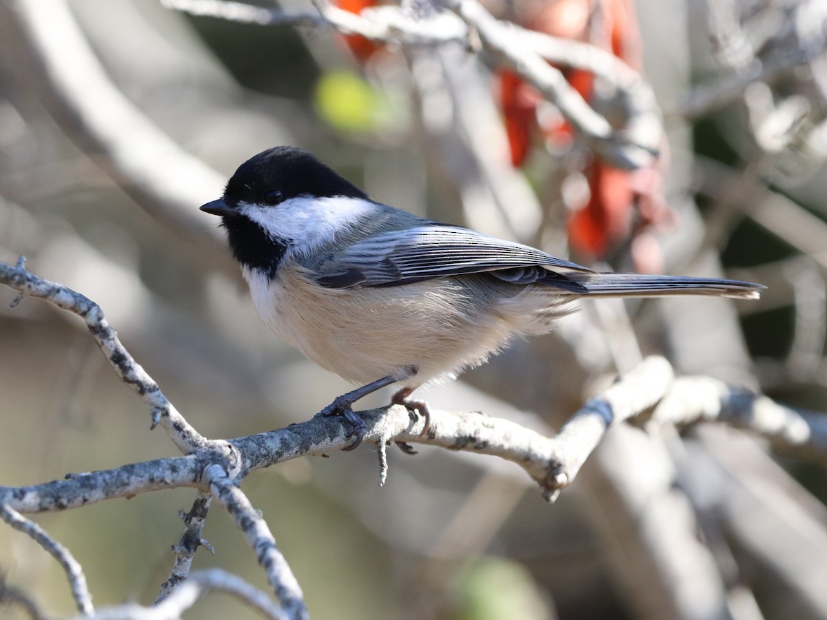 Black-capped Chickadee - ML644583256