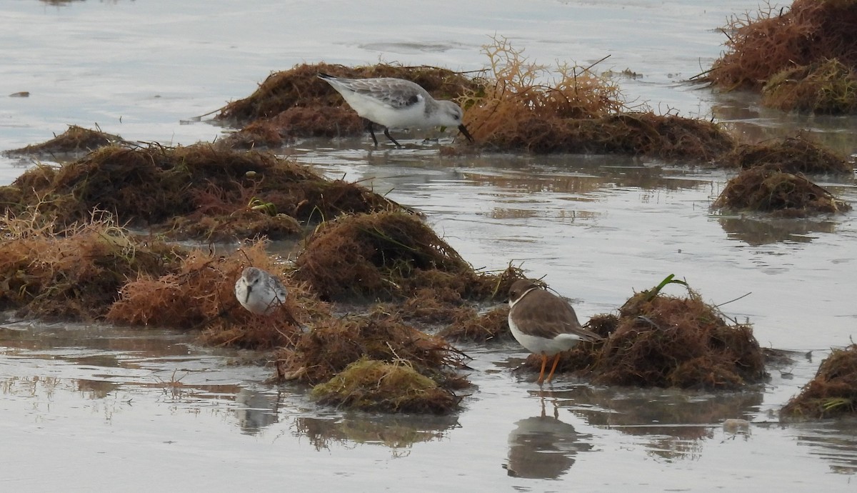 Sanderling - ML644583257