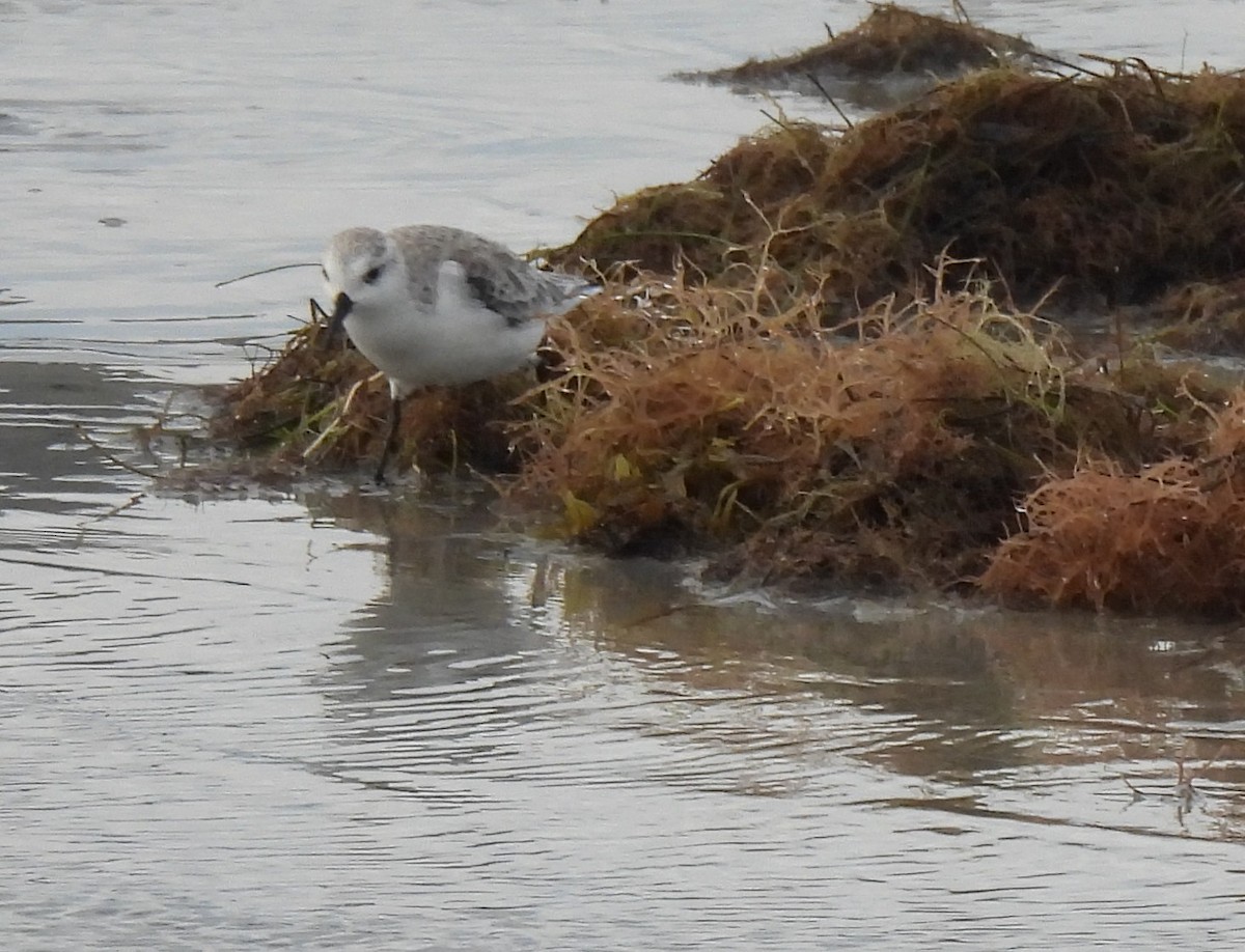 Sanderling - ML644583264