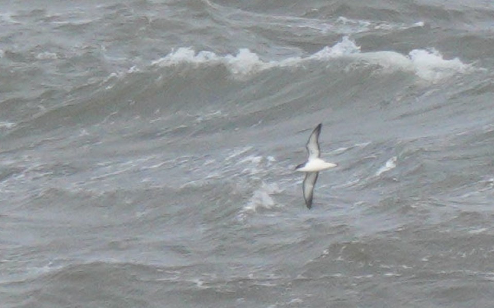 Gabai arrunta - ML644583267