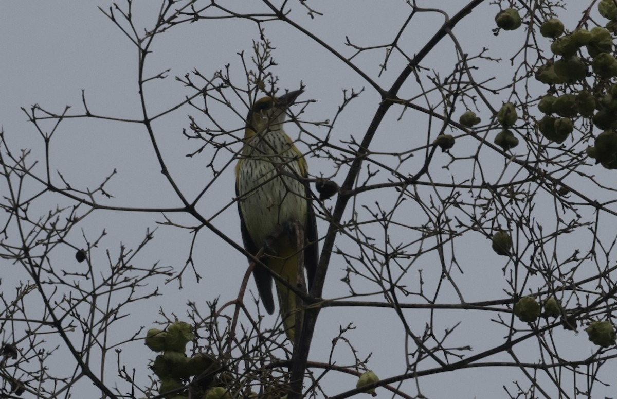 Black-naped Oriole - ML644583268