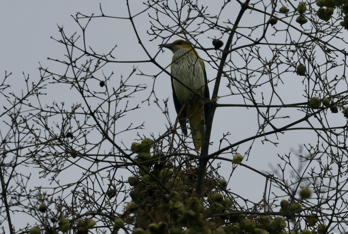 Black-naped Oriole - ML644583269