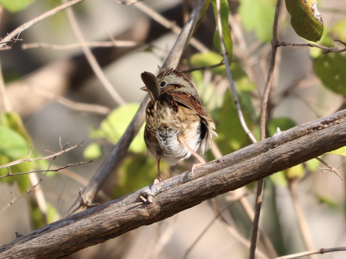 Болотная зонотрихия - ML644583270