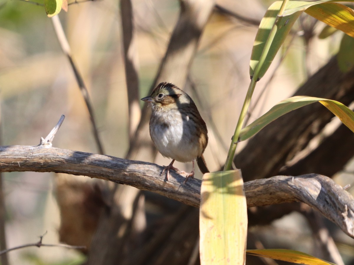 Болотная зонотрихия - ML644583271