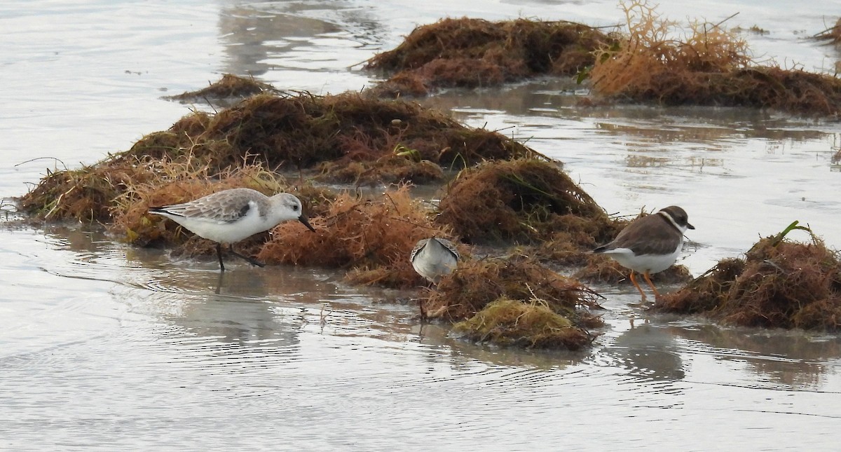 Sanderling - ML644583273