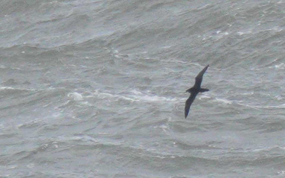 Gabai arrunta - ML644583282