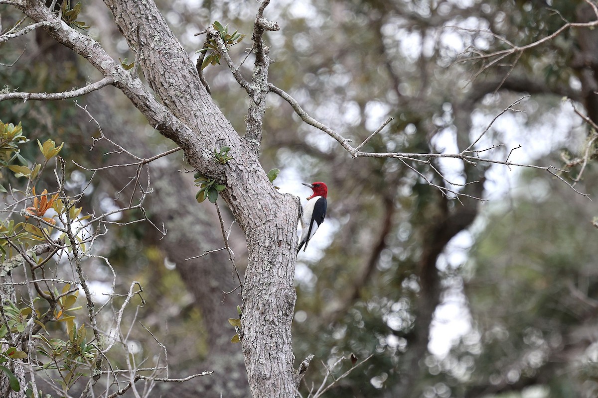 Red-headed Woodpecker - ML644583286