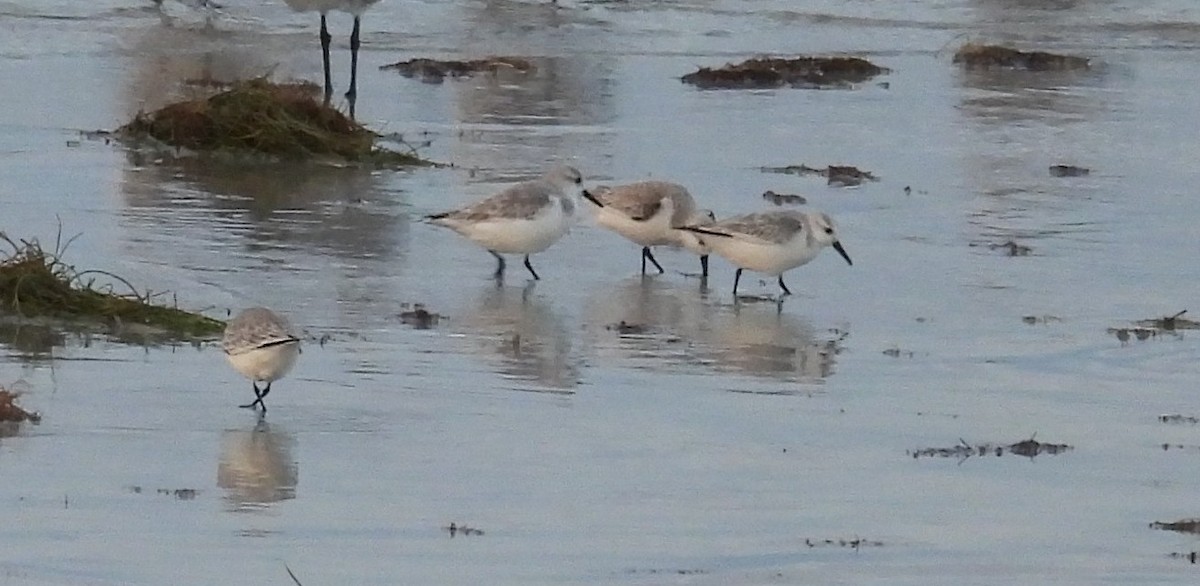 Sanderling - ML644583288