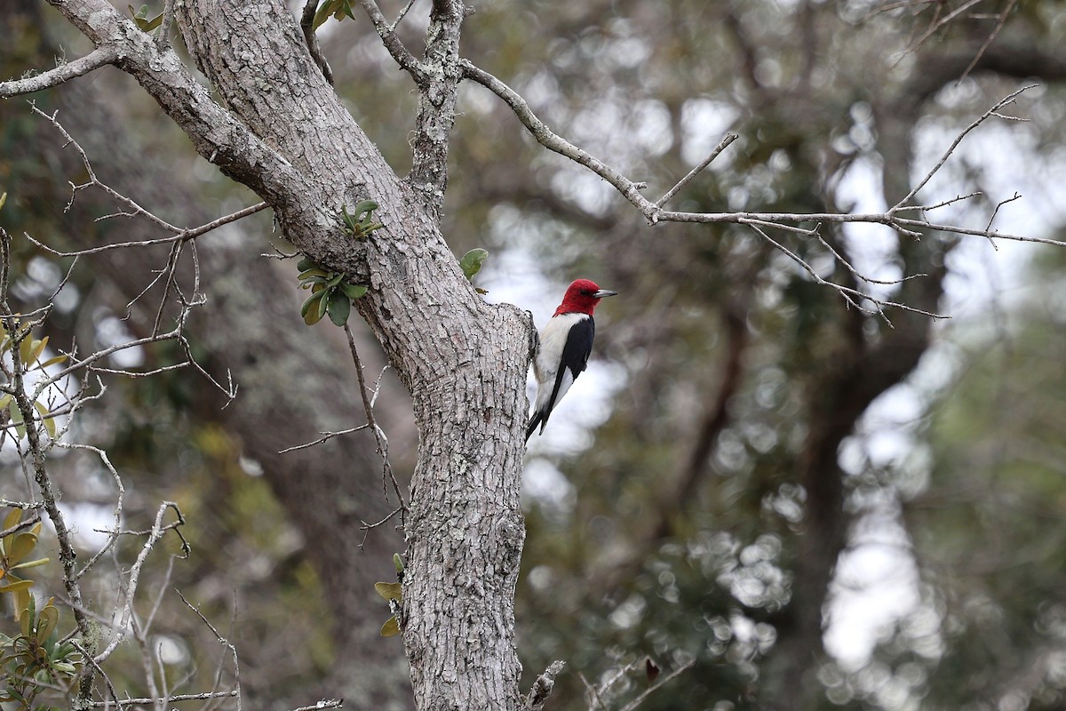 Red-headed Woodpecker - ML644583289