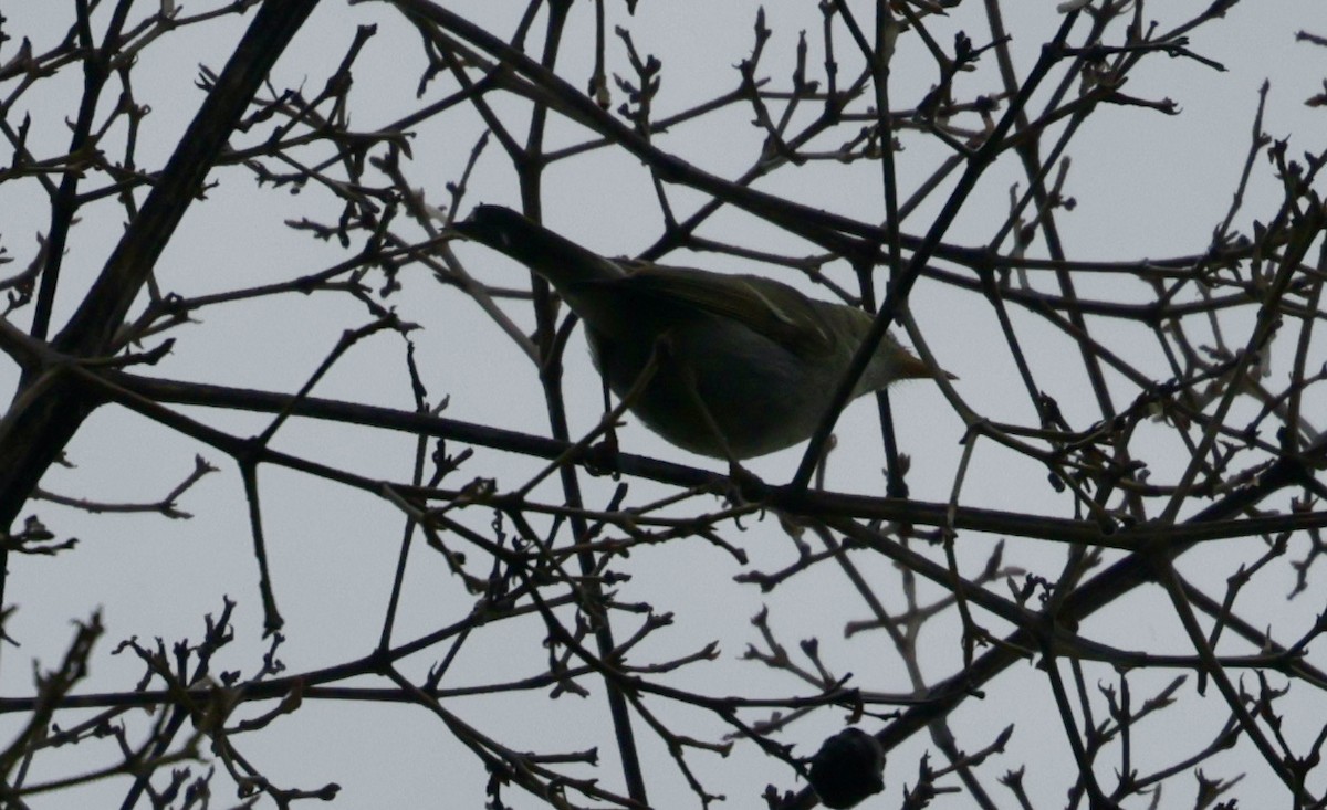 עלווית כפולת-פס - ML644583290