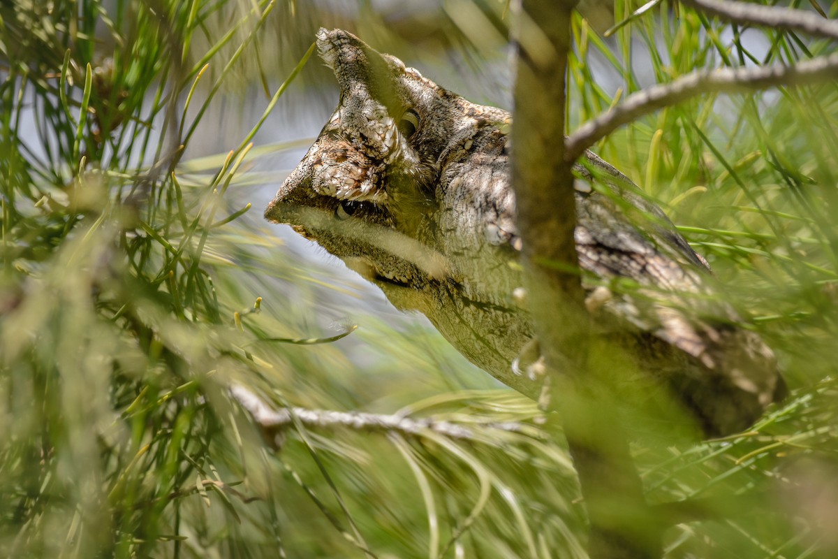 Eurasian Scops-Owl - ML644583291