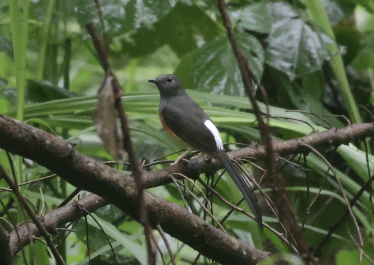 White-rumped Shama - ML644583309