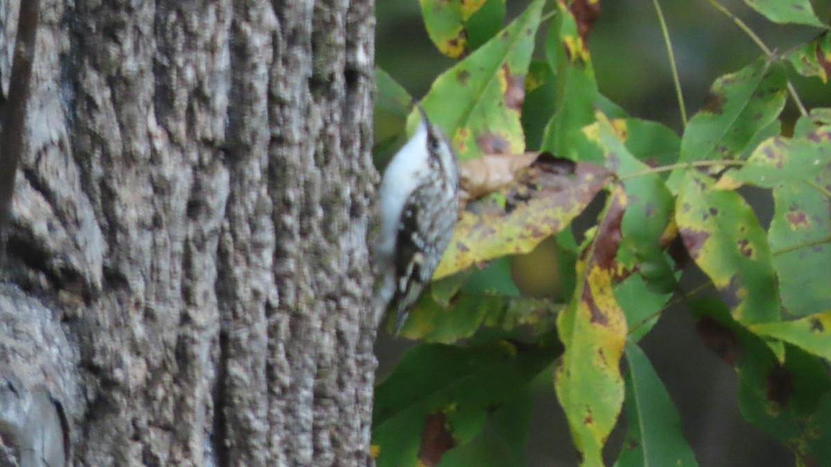 amerikatrekryper - ML644583310