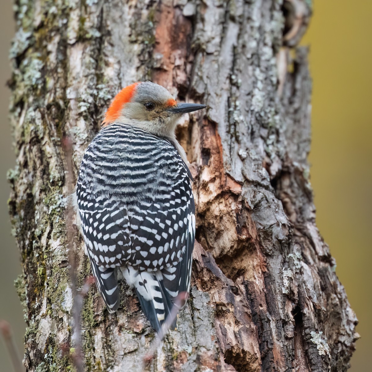 Carolinaspecht - ML644583313