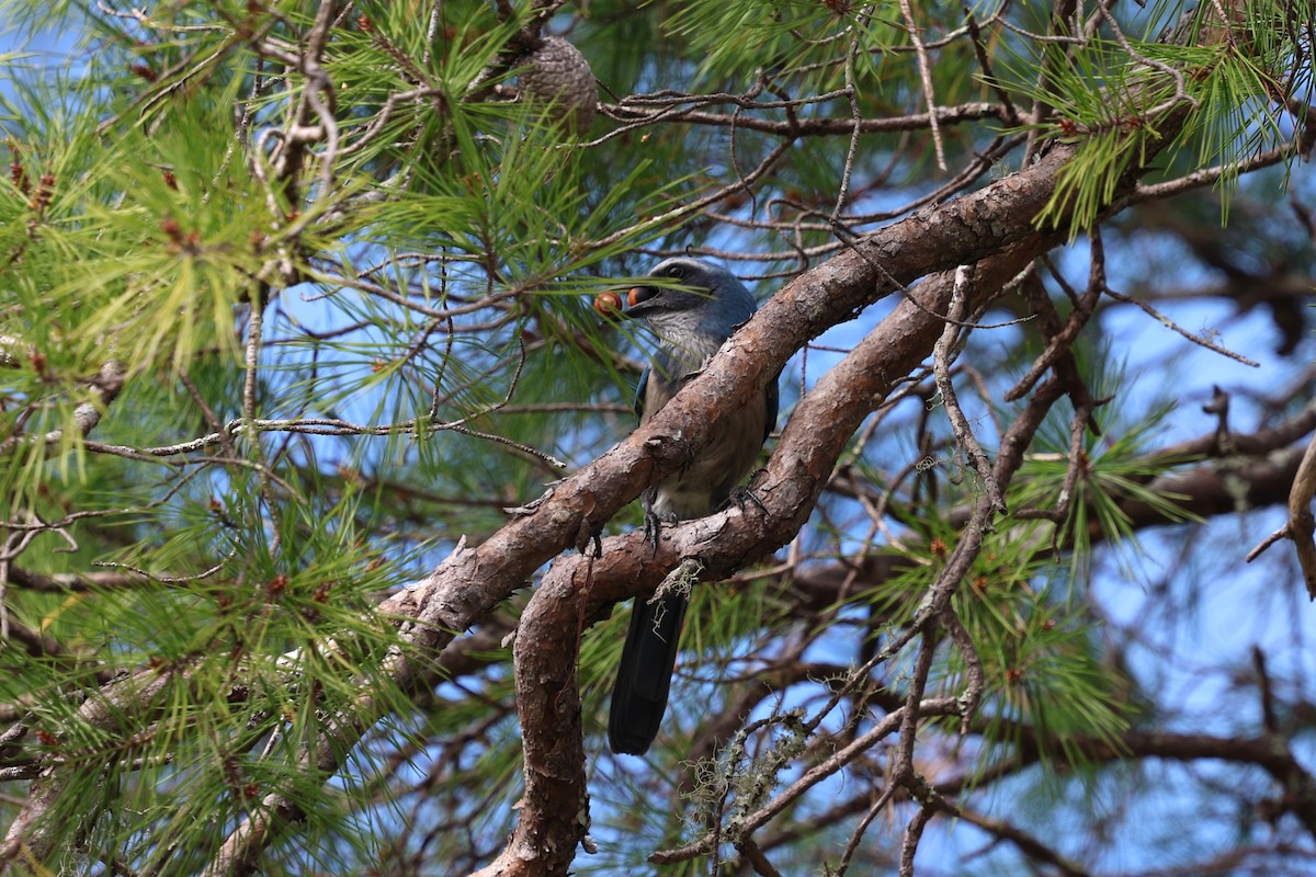 Florida Scrub-Jay - ML644583319