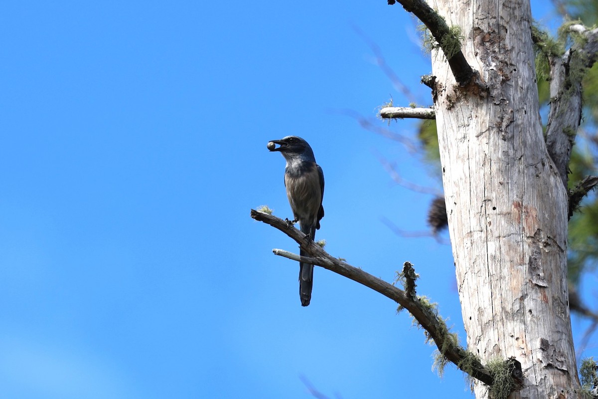 Florida Scrub-Jay - ML644583320