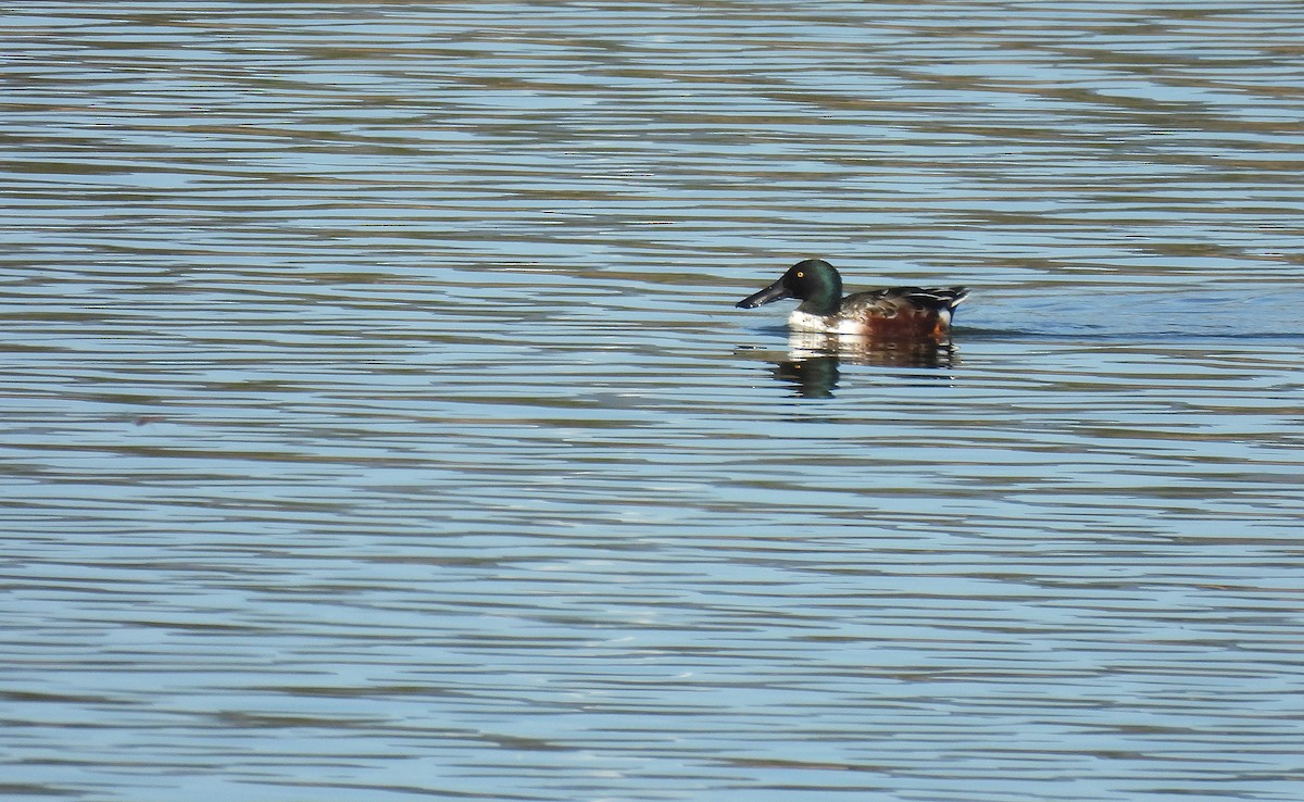 ハシビロガモ - ML644583321