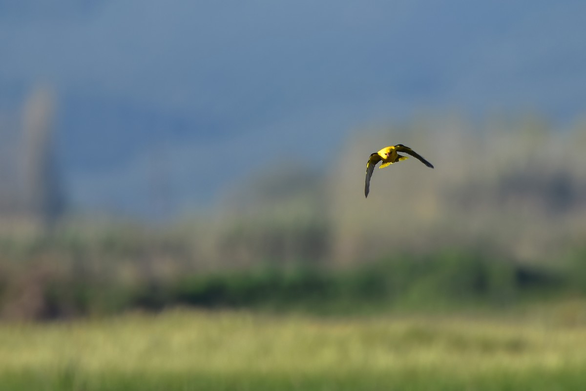 Вивільга звичайна - ML644583323