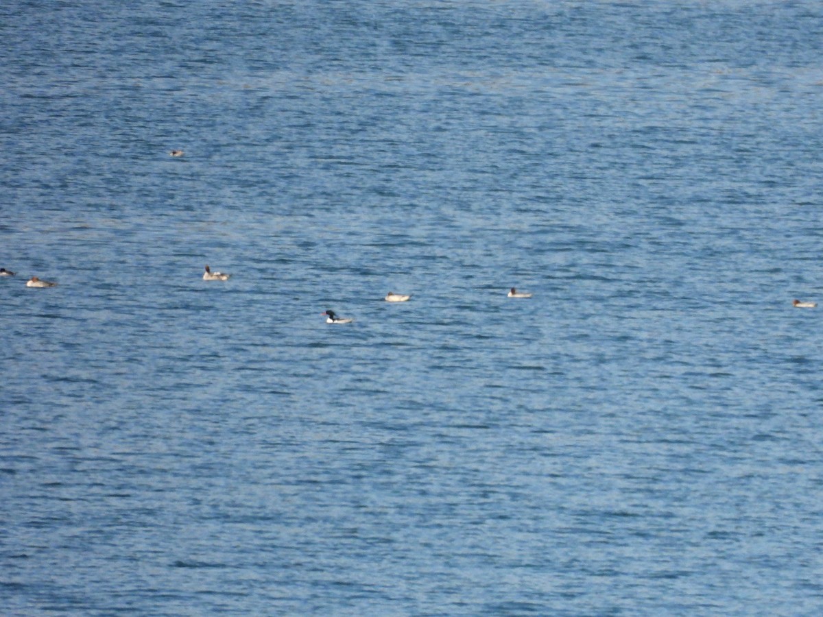 Scaly-sided Merganser - ML644583335