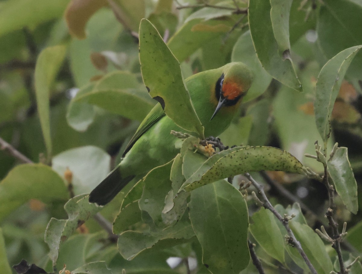 gyllenpannebladfugl - ML644583337