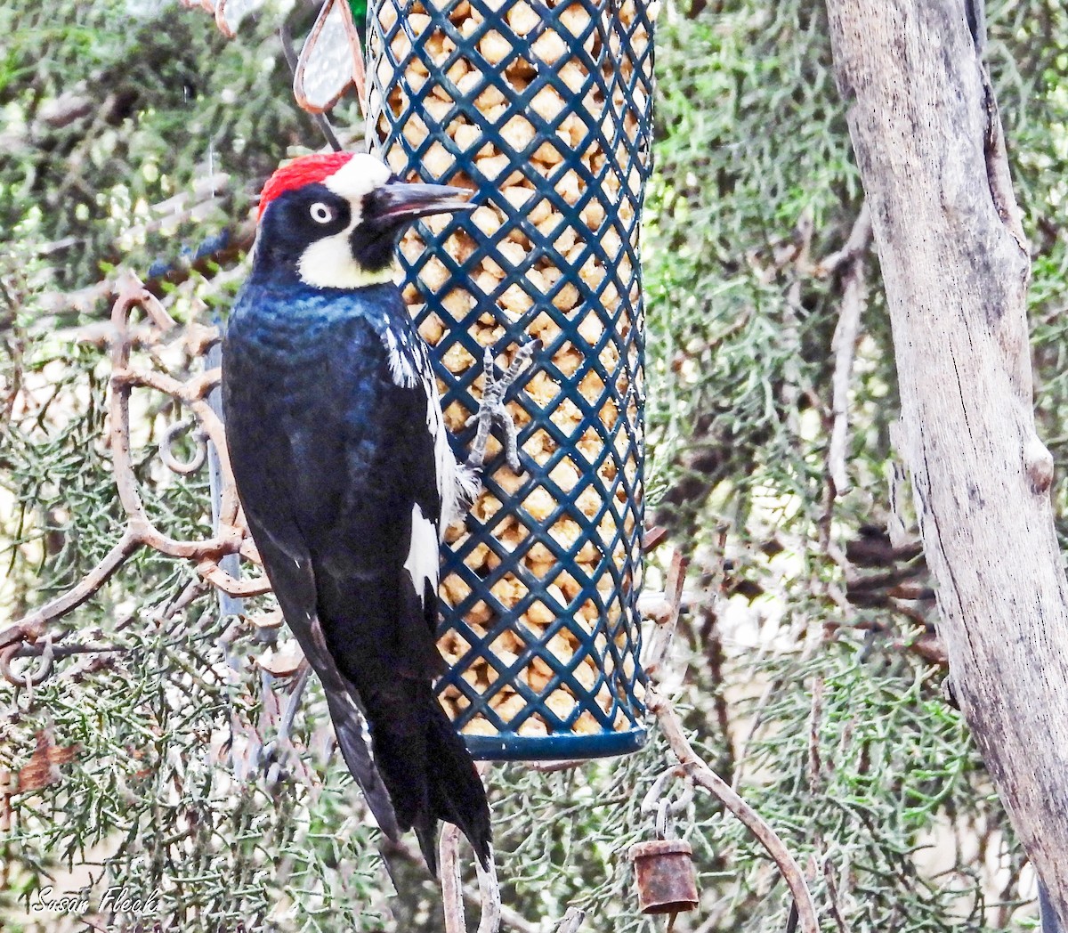 ドングリキツツキ - ML644583343