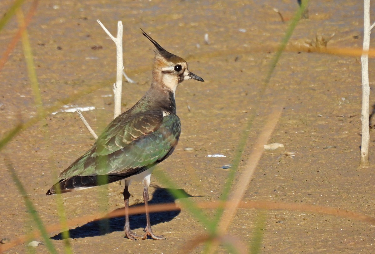 タゲリ - ML644583347