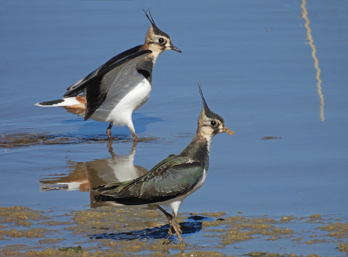 タゲリ - ML644583348