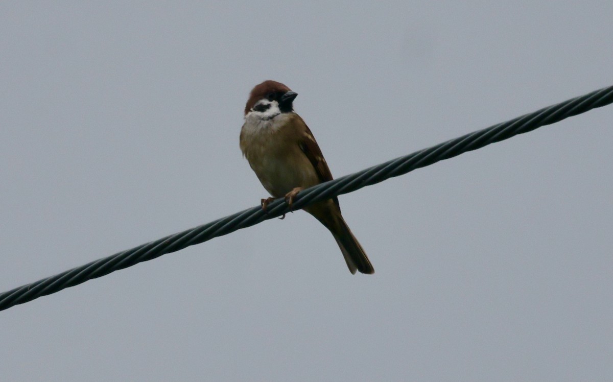 Ağaç Serçesi - ML644583358