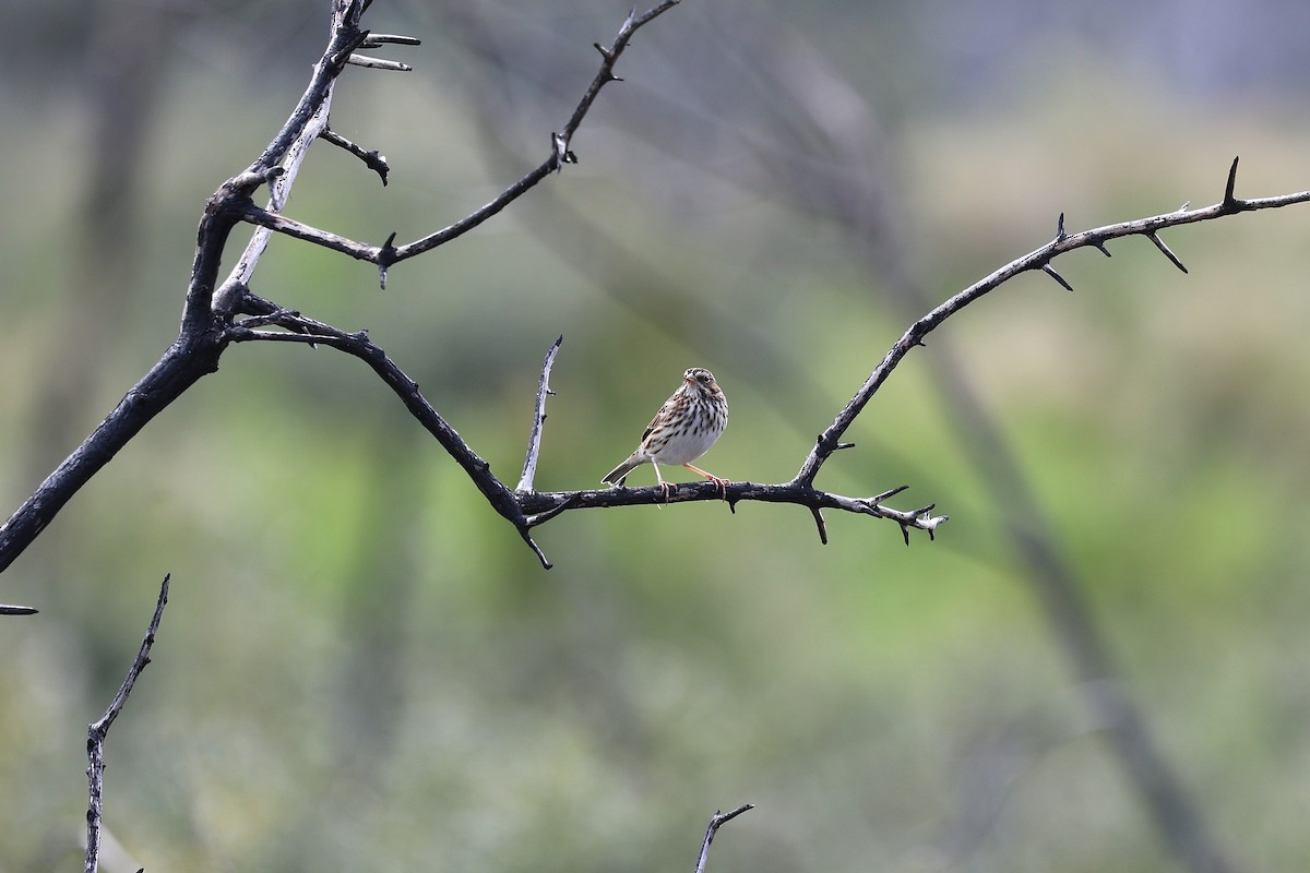 Savannah Sparrow - ML644583368