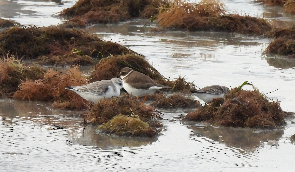 Semipalmated Plover - ML644583369