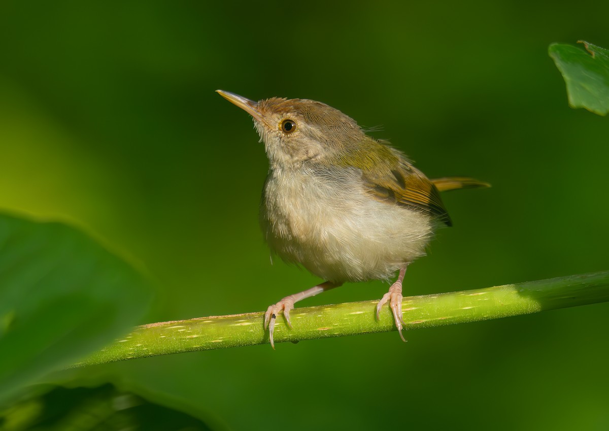 Common Tailorbird - ML644583370
