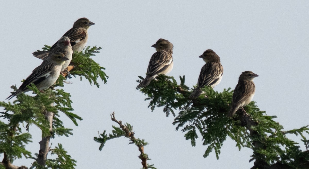 White-winged Widowbird - ML644583373