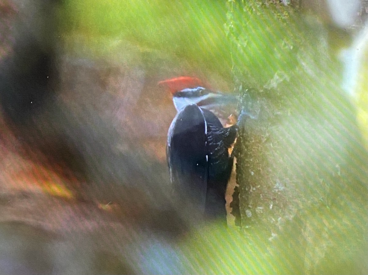 Pileated Woodpecker - ML644583375