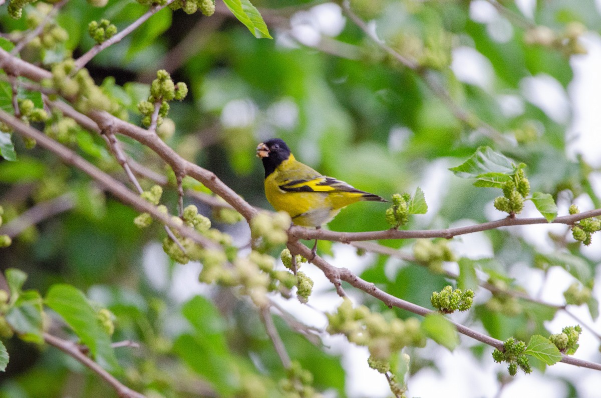 Hooded Siskin - ML644583376