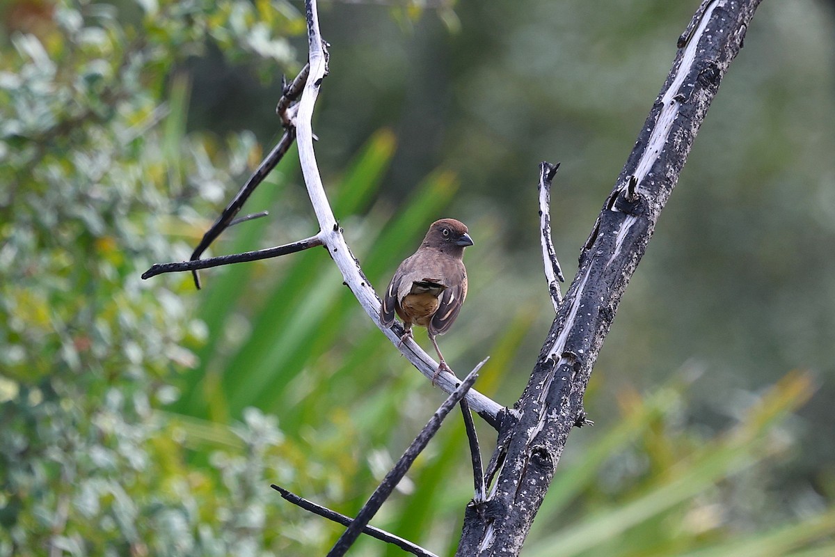 Eastern Towhee (White-eyed) - ML644583381