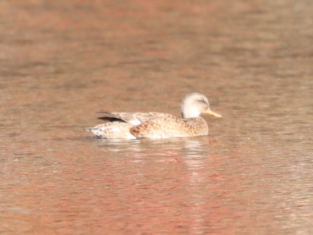 Gadwall - ML644583383