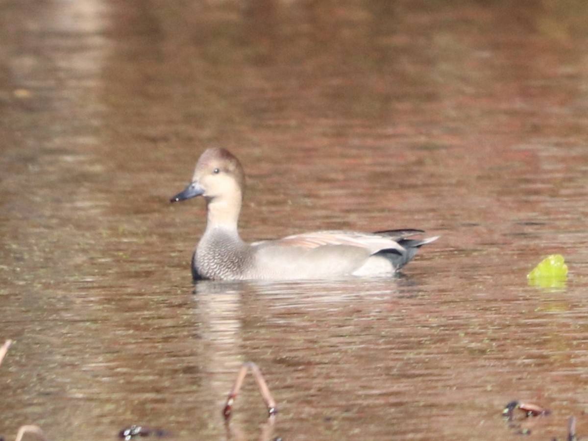 Gadwall - ML644583384