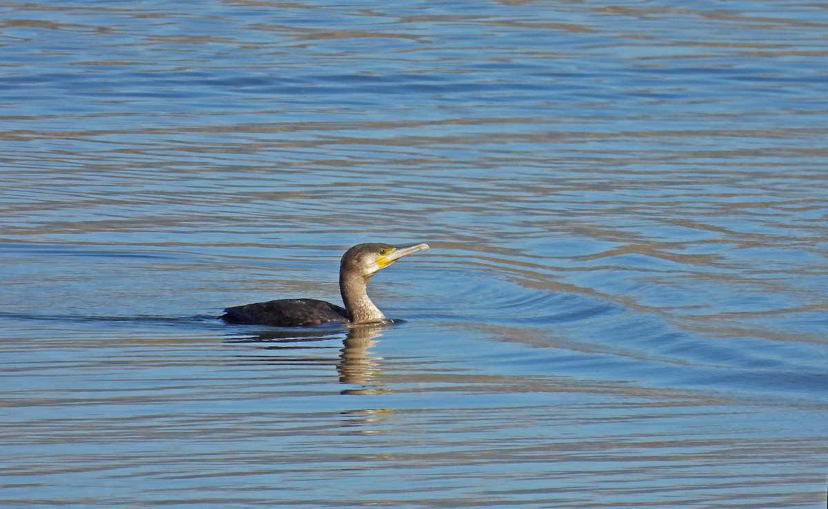 カワウ - ML644583415