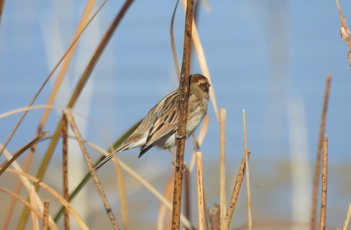 オオジュリン - ML644583433