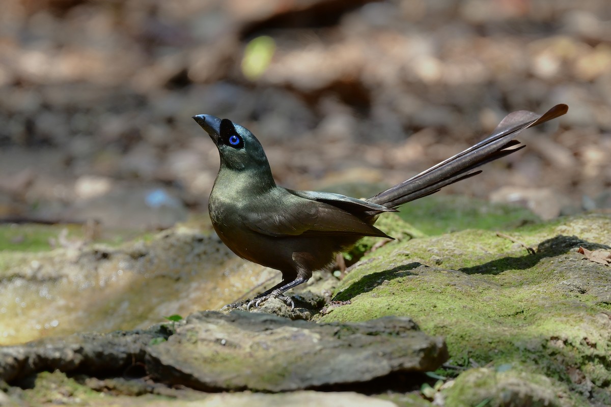 クロラケットオナガ - ML644583434