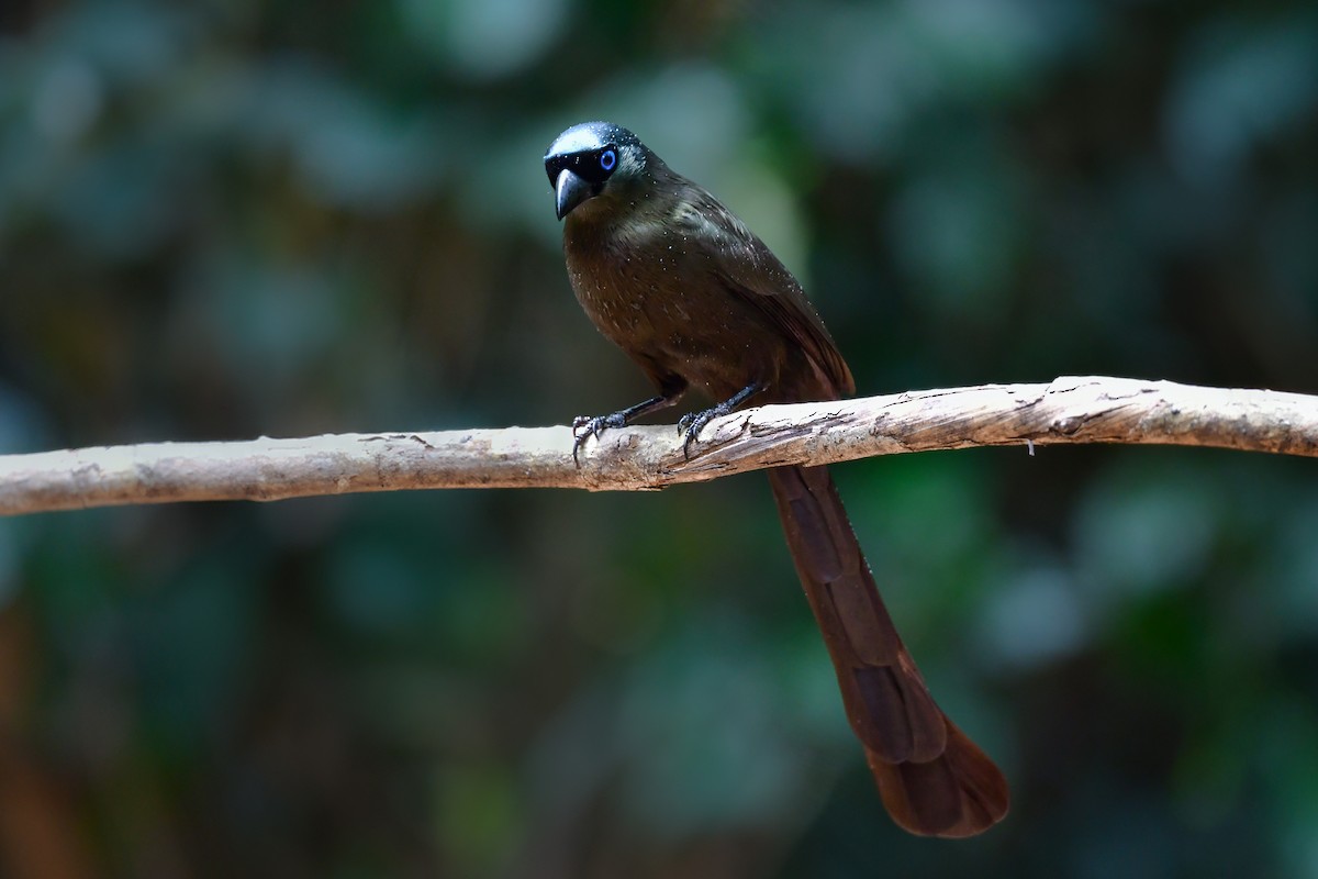 クロラケットオナガ - ML644583436