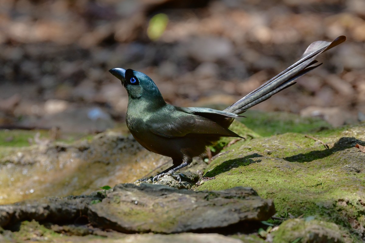 クロラケットオナガ - ML644583437