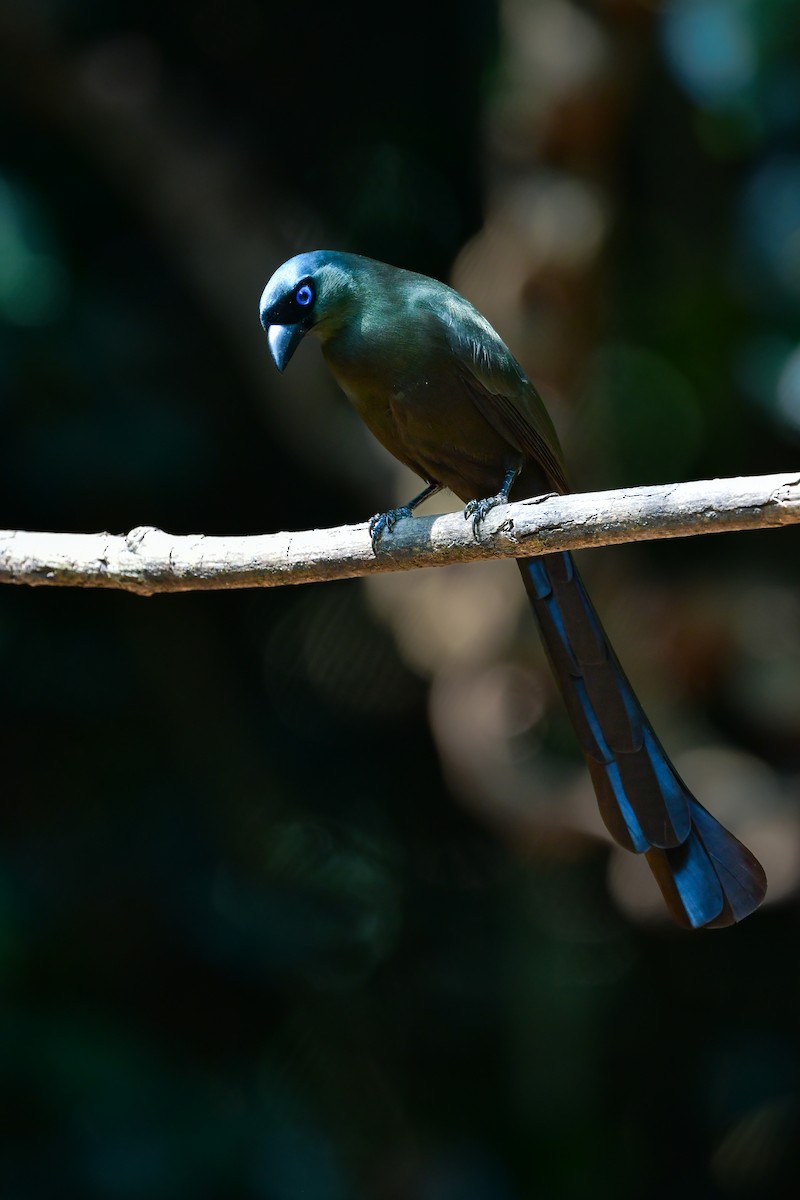 クロラケットオナガ - ML644583438