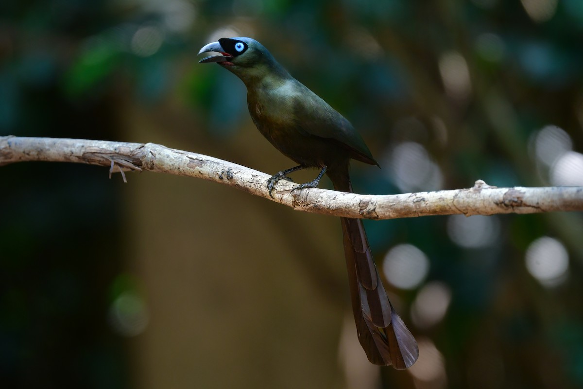 クロラケットオナガ - ML644583439