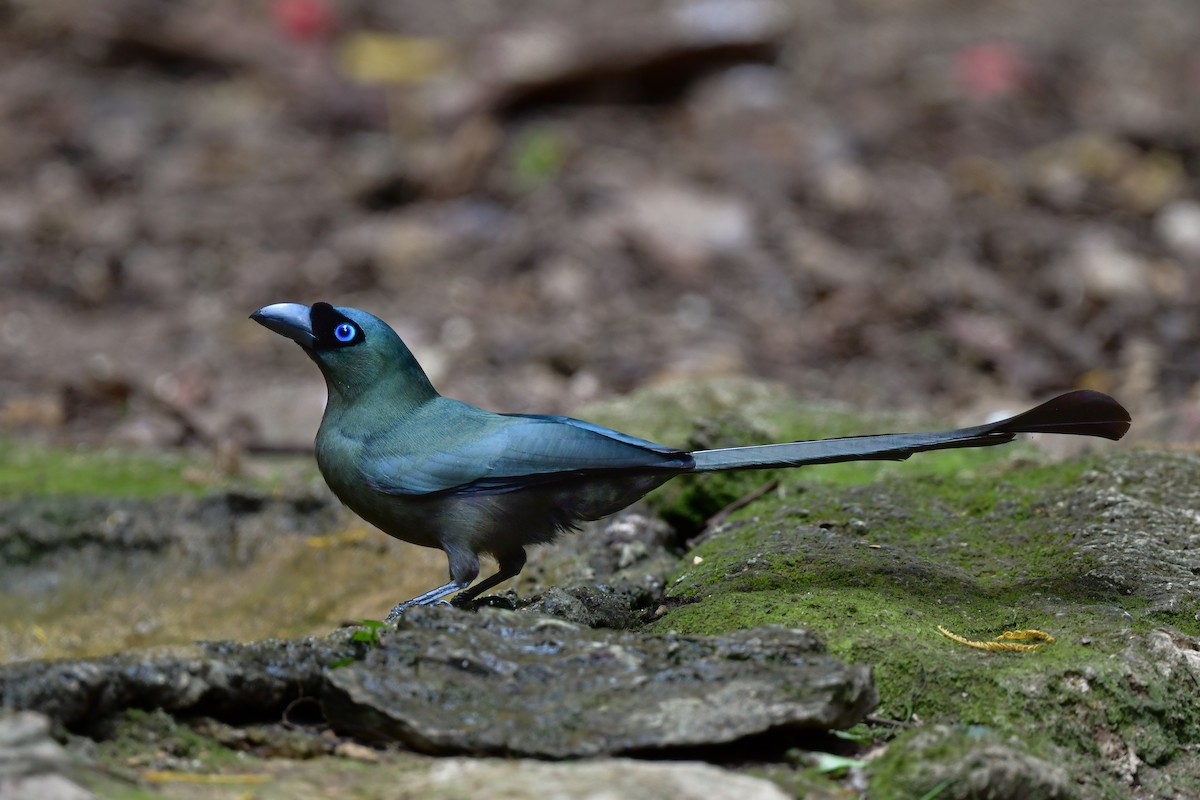 クロラケットオナガ - ML644583440