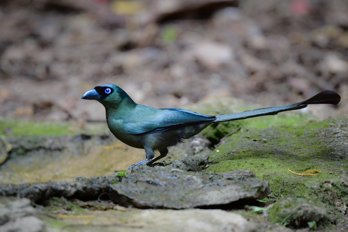 クロラケットオナガ - ML644583441