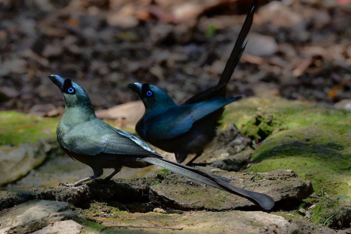 クロラケットオナガ - ML644583442