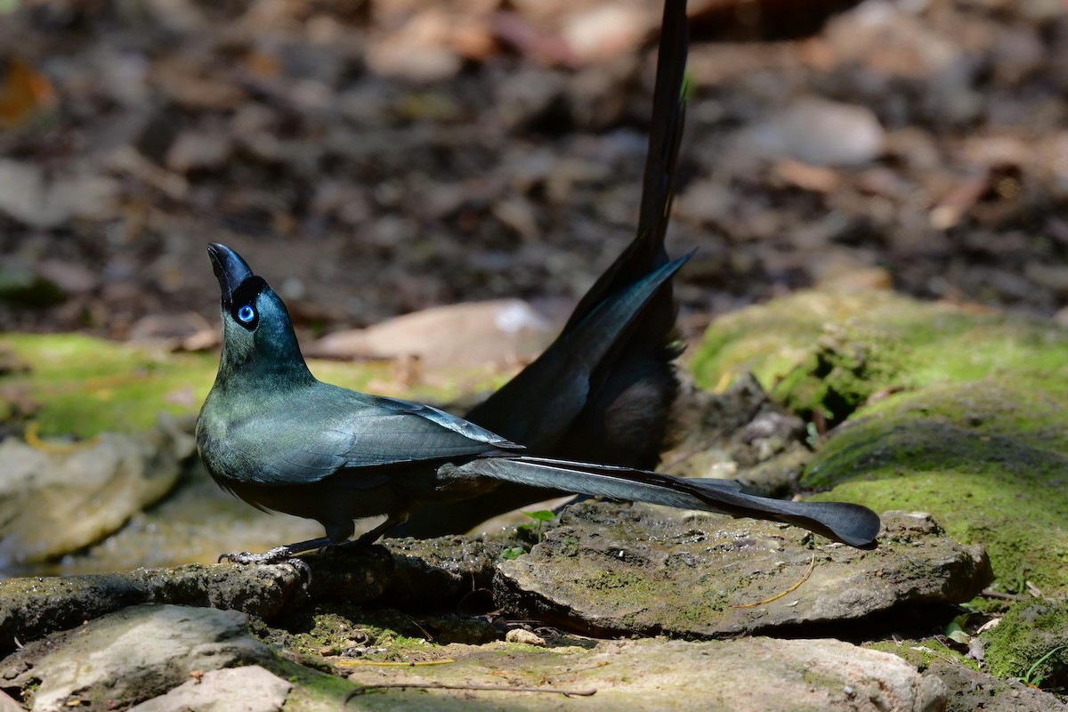 クロラケットオナガ - ML644583443