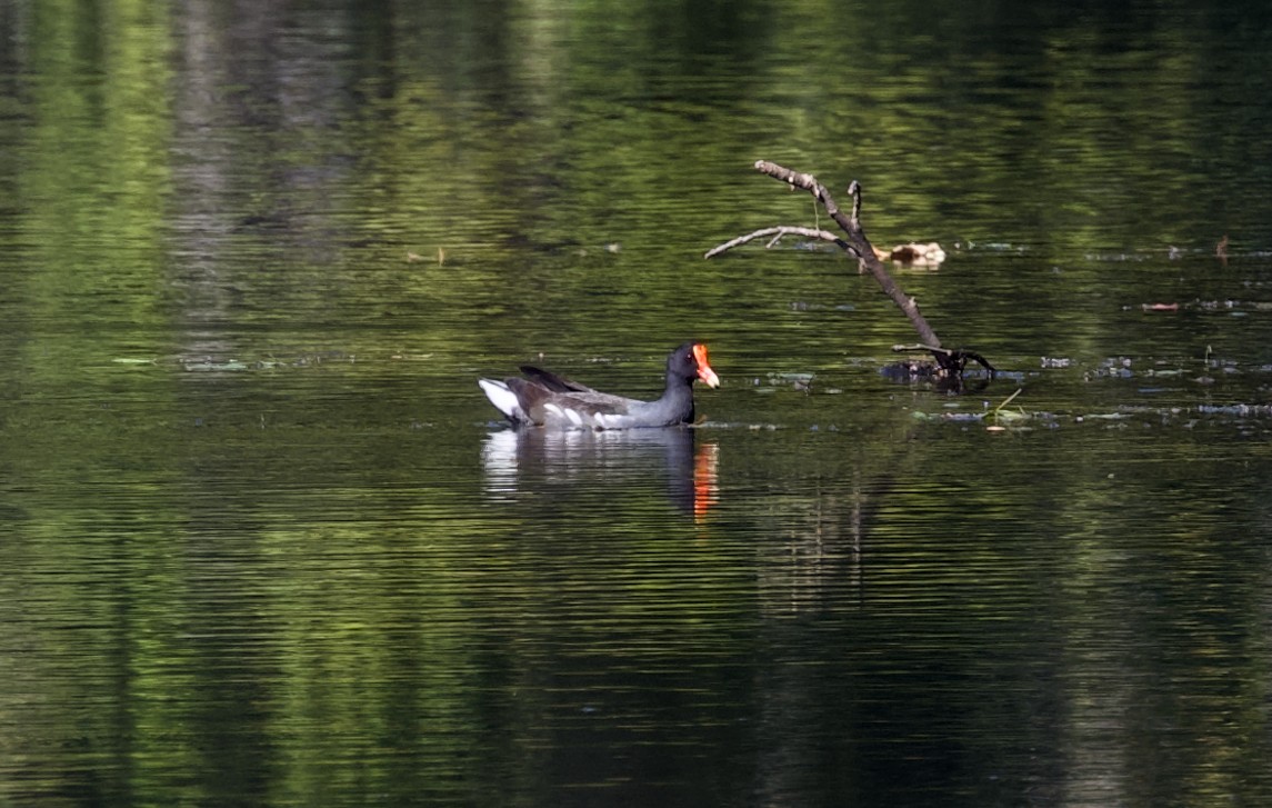 Uroilo amerikarra - ML644583446